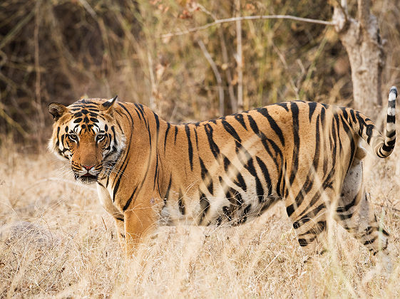 Tigre dans la Kanha Kisli National Park