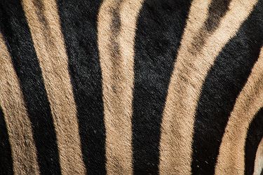 Texture zèbre Afrique