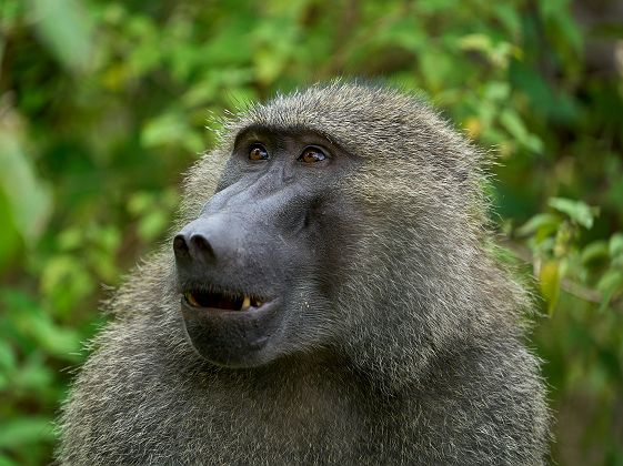 Portrait d'un babouin dans Manyara