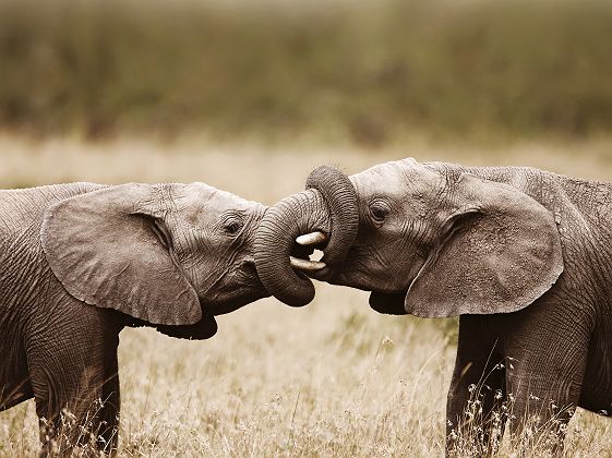 Deux éléphants - Addo Elephant National Park