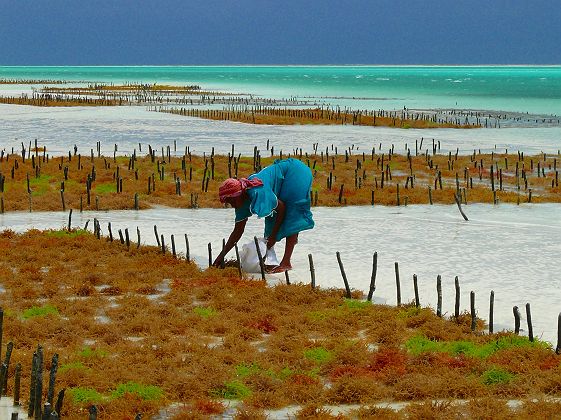 Femme cultivant des fleurs sur la plage à Zanzibar