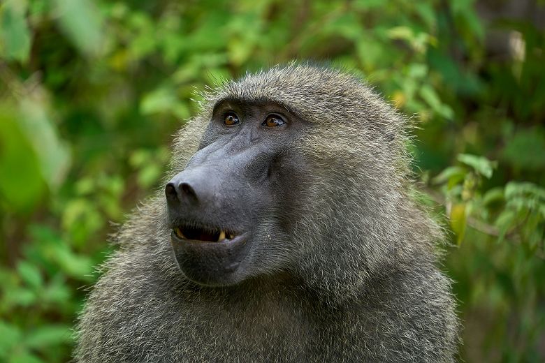 Portrait d'un babouin dans Manyara