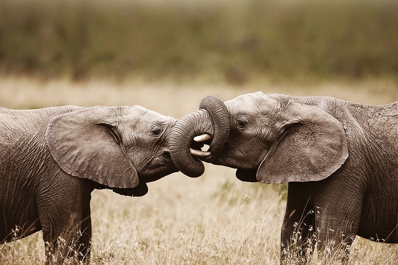 Deux éléphants - Addo Elephant National Park