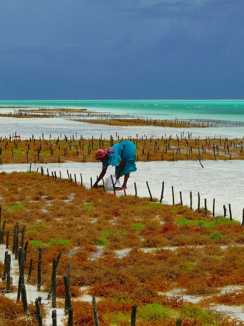 Femme cultivant des fleurs sur la plage à Zanzibar