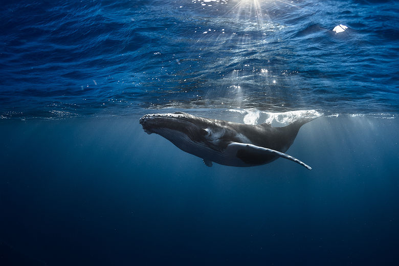 Baleine en Polynésie_gregory lecoeur