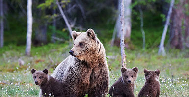 Famille de Grizzlies au Canada