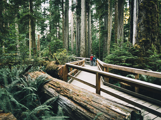 Cathedral Grove_Destination BC_Graeme Owsianski