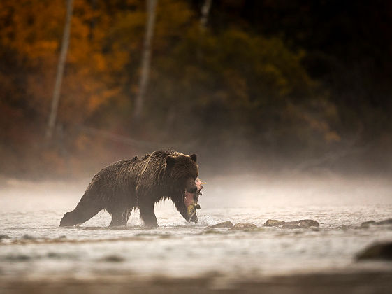 Telegraph Cove_Destination BC_Henrik Nilsson