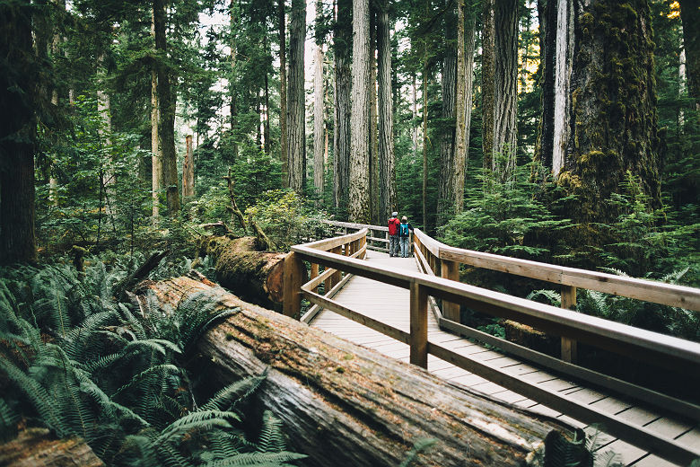 Cathedral Grove_Destination BC_Graeme Owsianski