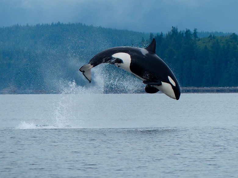 Campbell River_Destination BC_Garry Henkel