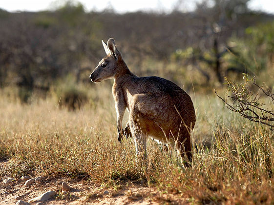 Cape Range National Park - Australia's Coral Coast