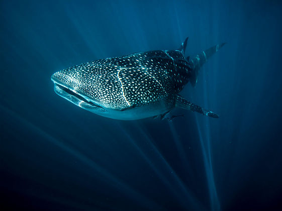 Requin baleine, Exmouth - Tourism Australia