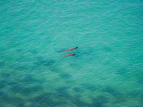 François Peron National Park  - Tourism Australia