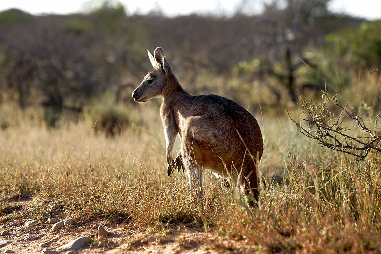 Cape Range National Park - Australia's Coral Coast