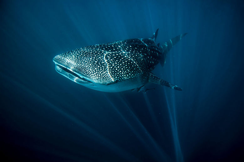 Requin baleine, Exmouth - Tourism Australia