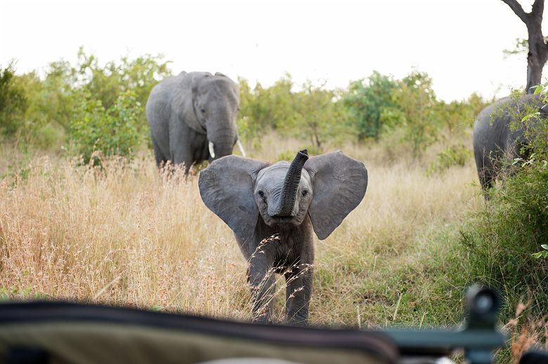 Singita Boulders Lodge - Safari avec éléphants