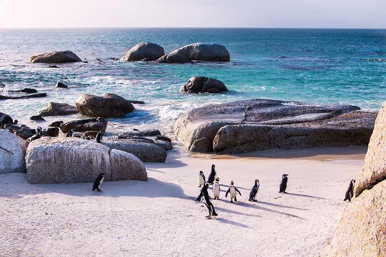 Pingouins à Boulders beach