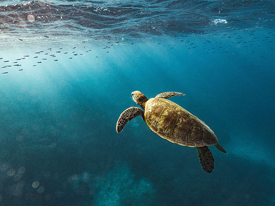 Tortue, Heron Island - Tourism Australia