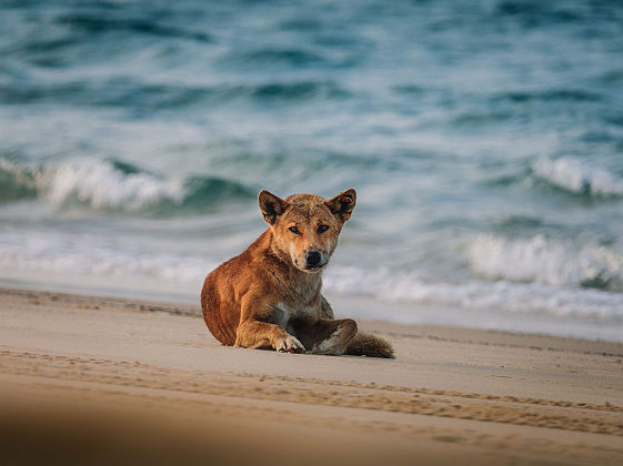 Dingo - K'gari, Fraser Coast - Tourism Australia