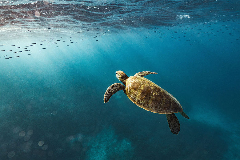 Tortue, Heron Island - Tourism Australia