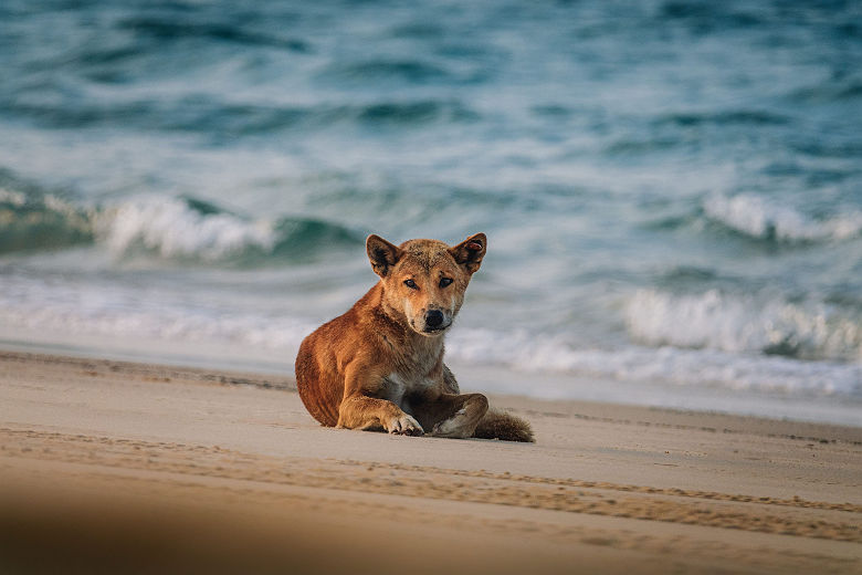 Dingo - K'gari, Fraser Coast - Tourism Australia