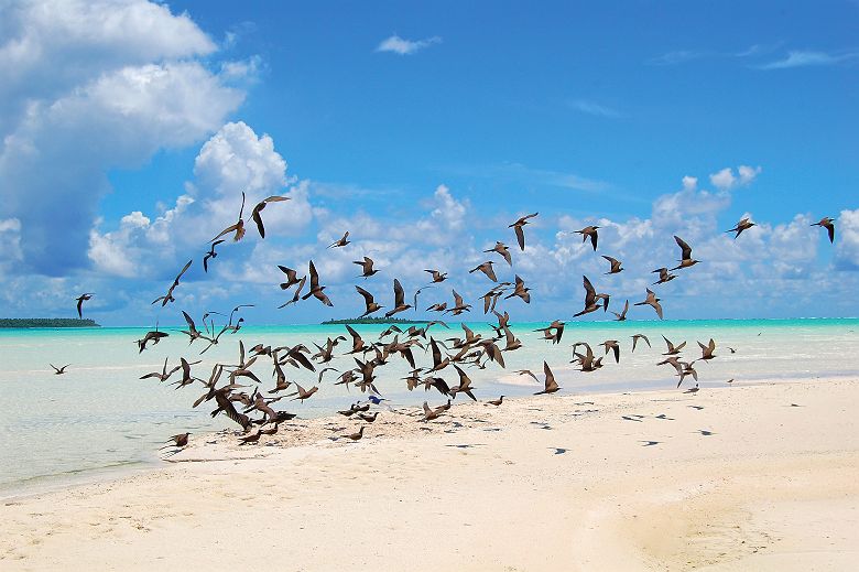 Envol d'oiseaux sur la plage - Polynésie Française