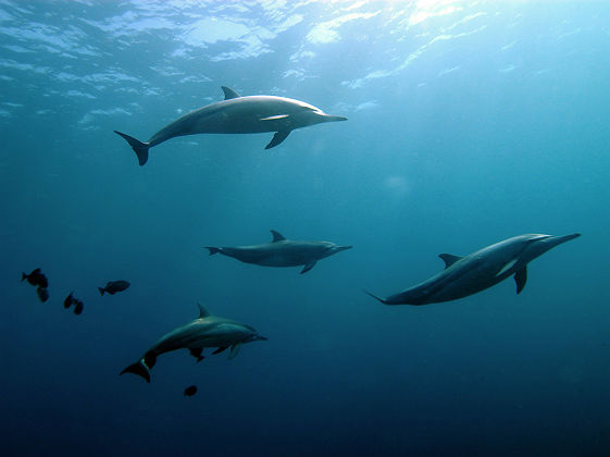 Dauphins à Tahiti