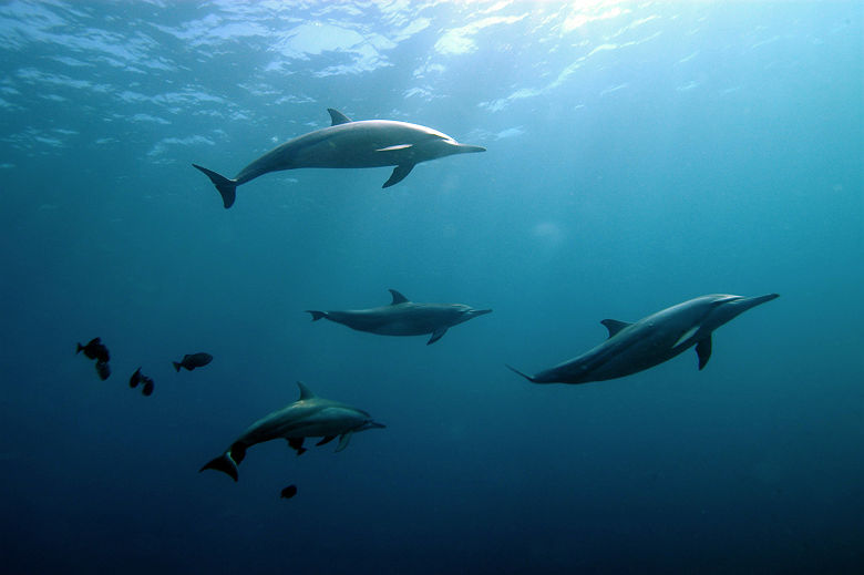 Dauphins à Tahiti