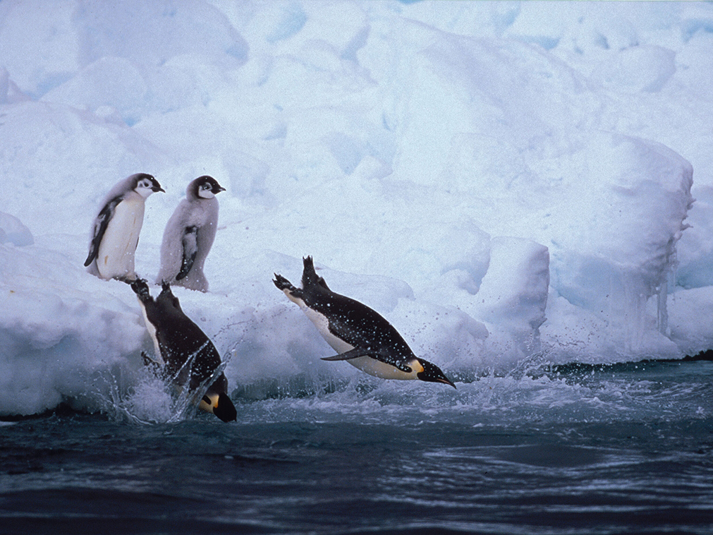 croisiere_ponant_pole_nord_pingouins