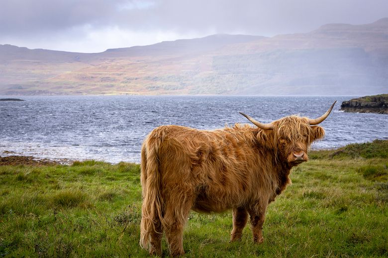 Highland Cow Mull - Visit Scotland - Day 10