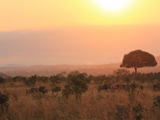 Parc national de Mikumi