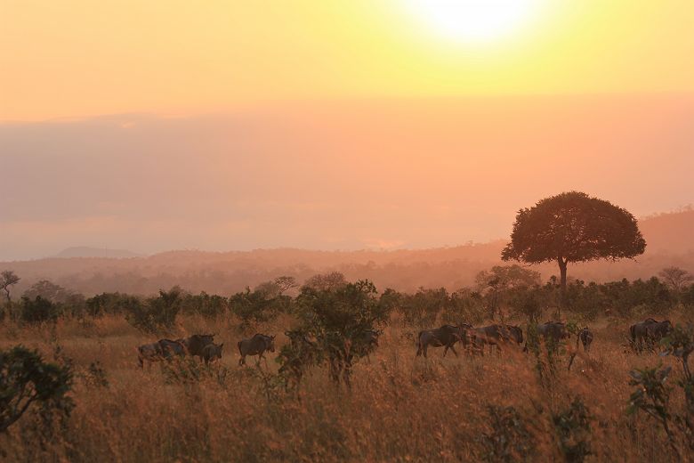 Parc national de Mikumi