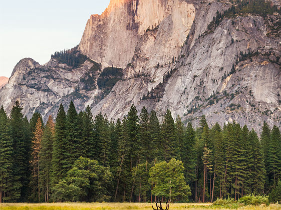 Californie - Portrait d'un cerf au parc national Yosemite Valley