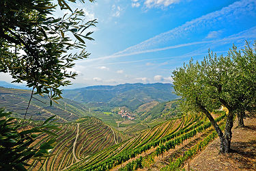 Porto - Culture de la vigne en terrasse dans la vallée Douro