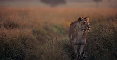 Lionne dans le parc national d'Etosha en Namibie