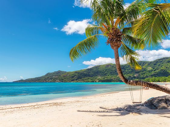 Seychelles - Balançoire pendue sur un palmier dans la plage Beau Vallon sur l'île Mahé