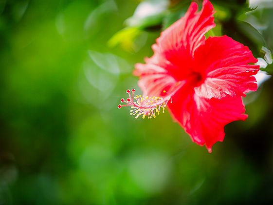 Seychelles - Fleur hibiscus sur l'île Mahé