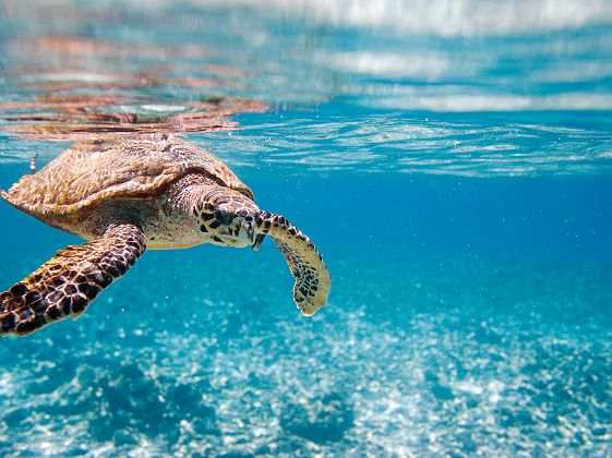 Tortue imbriquée - Seychelles