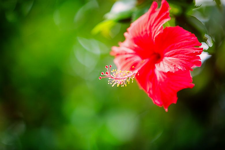 Seychelles - Fleur hibiscus sur l'île Mahé