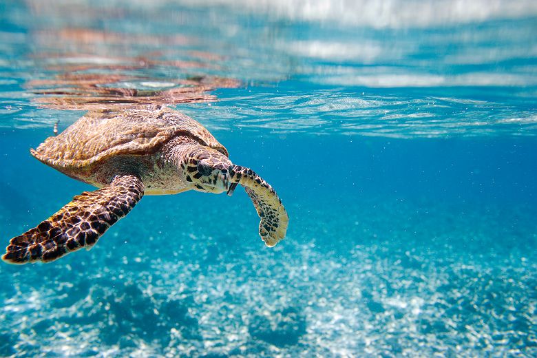 Tortue imbriquée - Seychelles