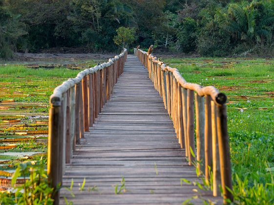 Passerelle en bois au dessus des nénuphars du Pantanal - Brésil