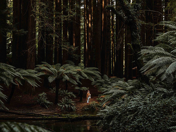 Otway National Park - Tourism Australia