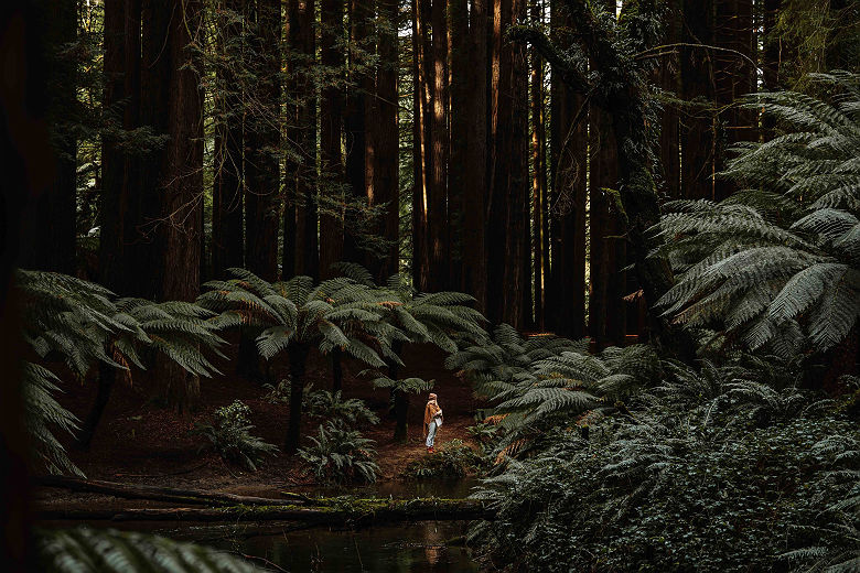 Otway National Park - Tourism Australia