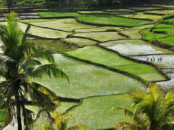 Rizières verdoyantes, Sumba, Nusa Tenggara, Indonésie