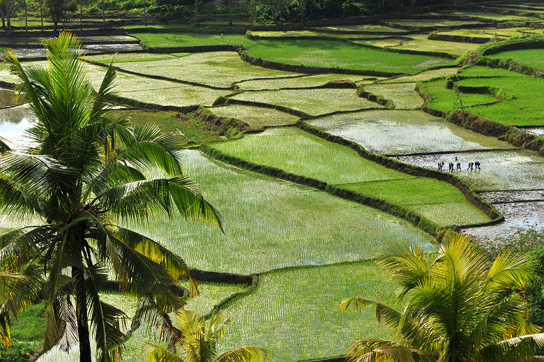 Rizières verdoyantes, Sumba, Nusa Tenggara, Indonésie