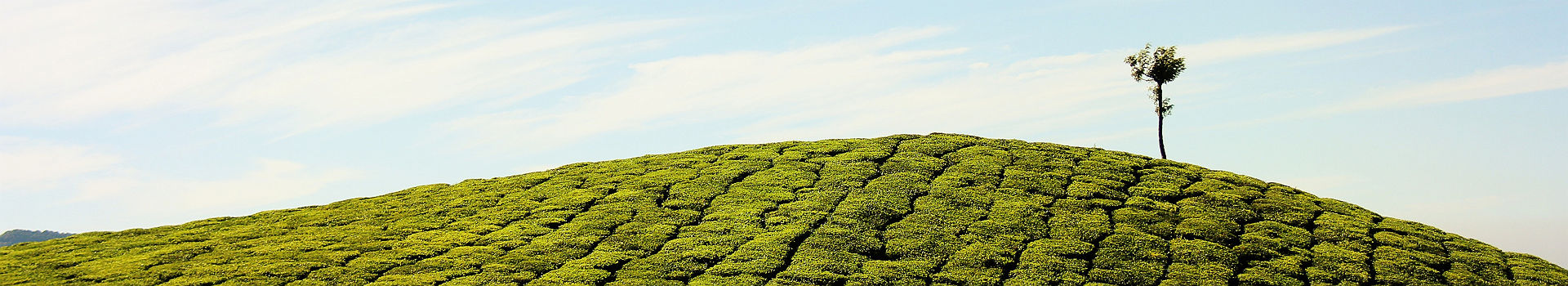 Plantation de thé dans le Kerala - Inde