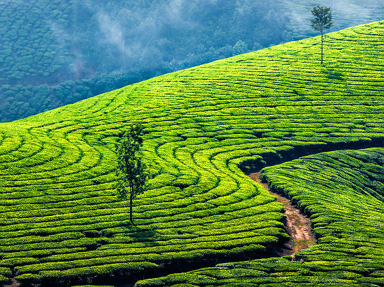 Plantation de thé dans le Kerala - Inde