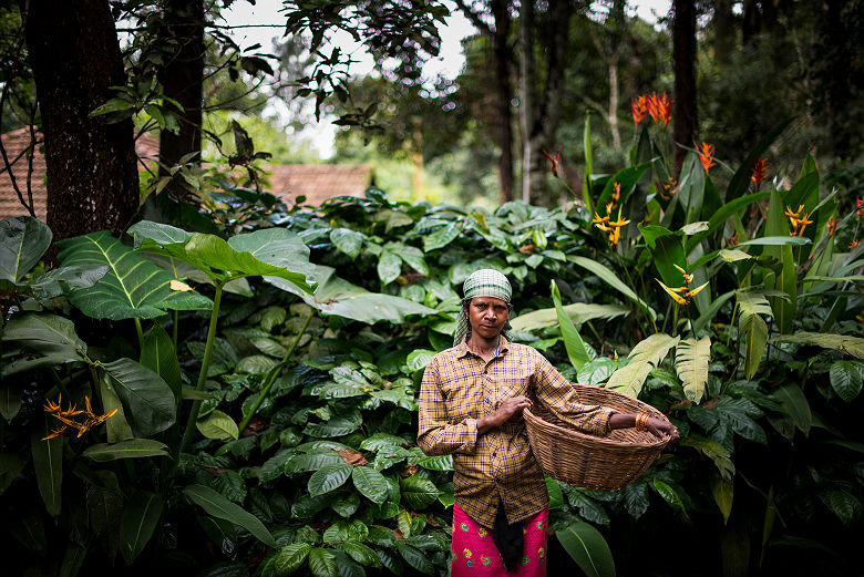 Pepper Trail - Lady Coffee Picker