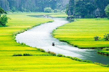 Vietnam - Traversée en bateau de la rivière Ngo Dong, entourée par ses champs de riz