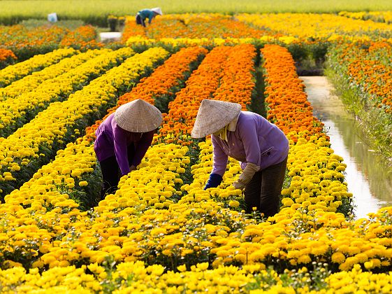 VietNamese woman with conical hat is harvesting flower, in SaDec